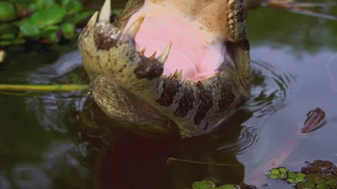 Crocodile attack Stock Footage 174210544