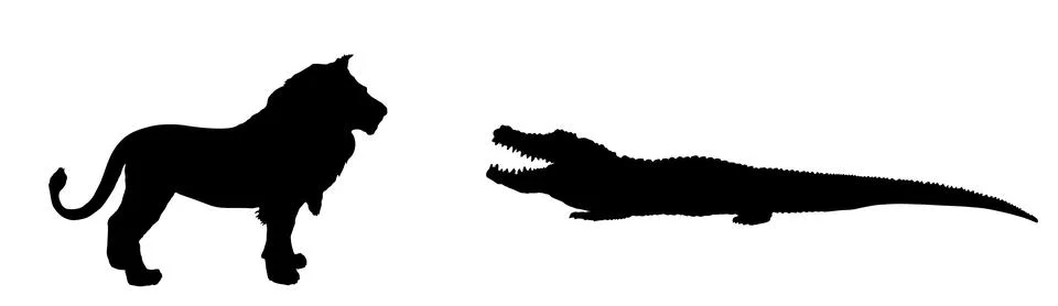 Crocodile attack lion vector silhouette illustration isolated. Survivor Stock Illustration