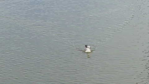 Crocodile attacking and eating a bird in the water Stock Footage 342801569