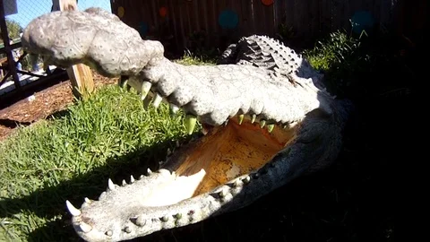 Crocodile attacking GoPro camera Stock Footage 94125427