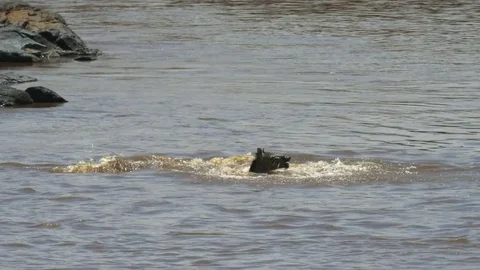 Crocodile attacking a young zebra crossing the mara river Stock Footage 69811411