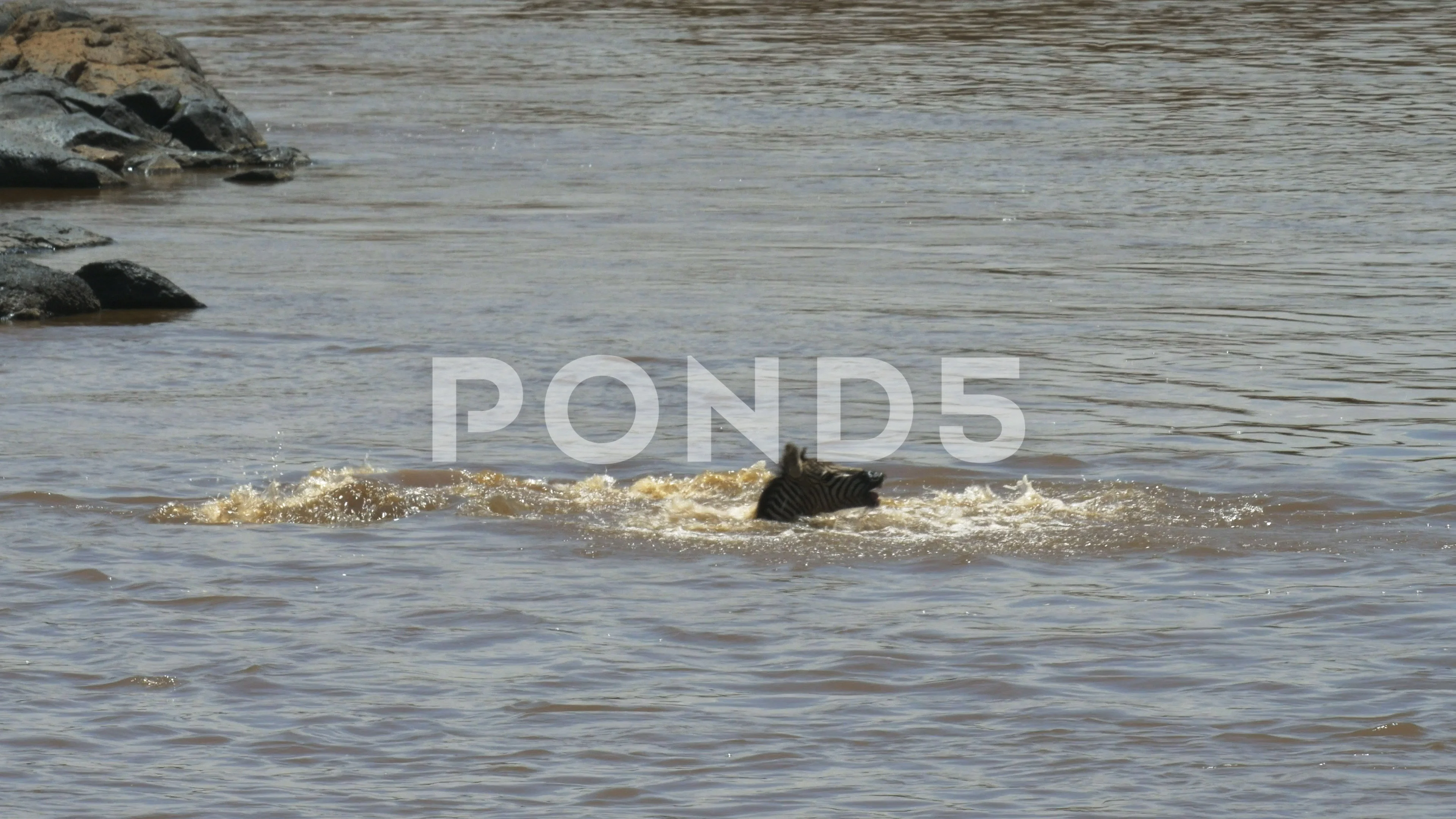 Crocodile Attack Stock Video Footage Royalty Free Crocodile Attack Videos Pond5