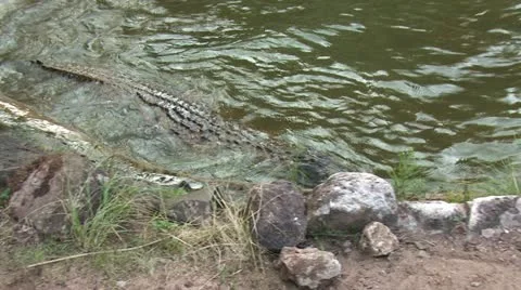 Crocodile attacks 1 Video stock 22253512