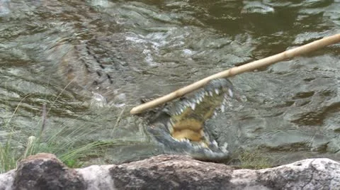 Crocodile attacks 3 Vídeos de archivo 22254111