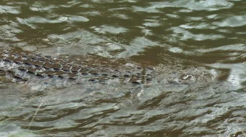 Crocodile attacks 4 Stock Footage 22258776
