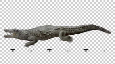 Crocodile attacks running. Animal isolated and includes alpha channel. Video stock 52222579