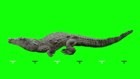 Crocodile attacks running. Green screen. Stock-Footage 93962329