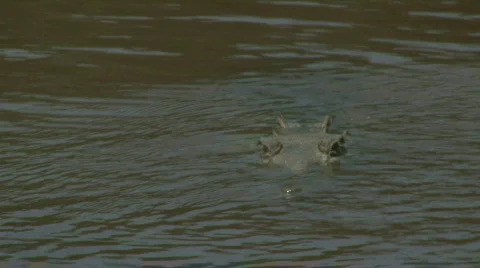 Crocodile attacks YOU! Stock Footage 621297