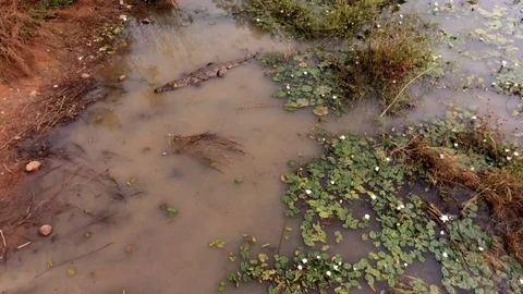 Crocodile attracted by a chicken Stock Footage 80782782