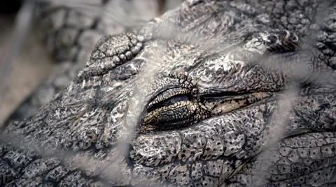 Crocodile Awakens Stock Footage 1034734