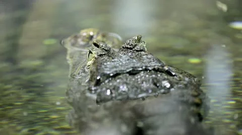 Crocodile back Stock Footage 10880810