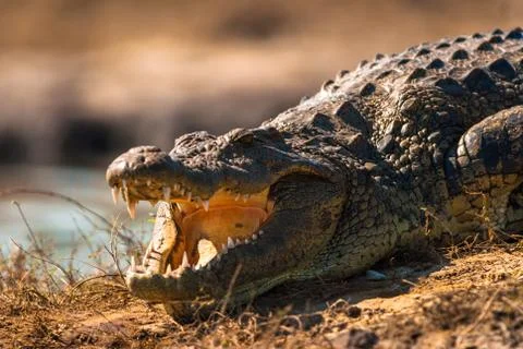 Crocodile baring teeth Stock Photos