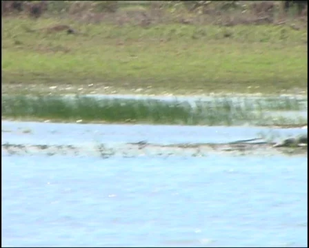 Crocodile Basking Corroboree Billabong Video stock 147983