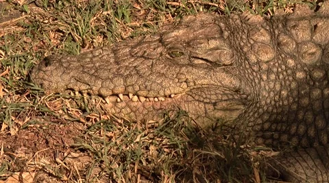 Crocodile basking in the sun Stock Footage 64130381