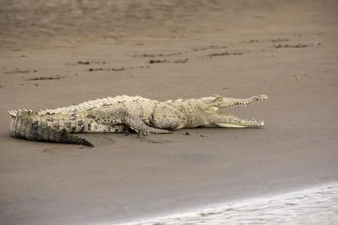 Crocodile Basking in Sun Stock Photos