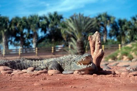 A crocodile basks on warm rocks while surrounded by palm trees in Morocco. Stock Photos