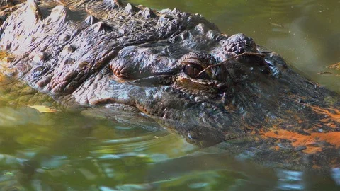 Crocodile big eye and floating in river Stock Footage 98435681