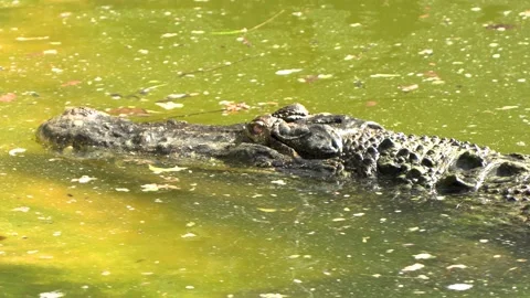 Crocodile with a big head in waters, marsh waters Stock Footage 172441493