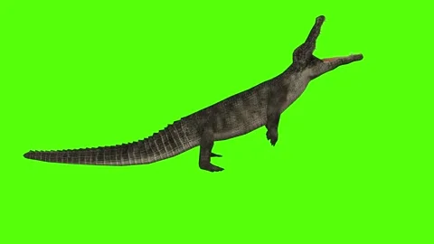 Crocodile Bite Green Screen Animation 4k Rendering Stock Footage 296980079