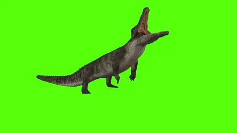 Crocodile Bite Green Screen Animation 4k Rendering Stock Footage 296980130