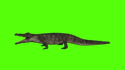 Crocodile Bite Low Green Screen Animation 4k Rendering Stock Footage 296980104