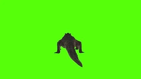 Crocodile Bite Low Green Screen Animation 4k Rendering Stock Footage 296980135