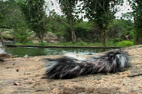 Crocodile Biting Camera  Stock Footage 585078