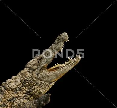Crocodile on black background Stock Photos