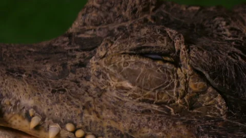 Crocodile blinks closeup 動画素材 86600588