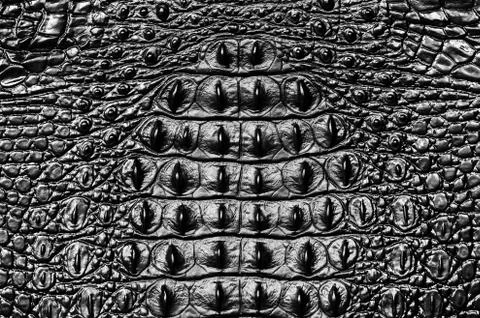 Crocodile bone skin texture background Stock Photos