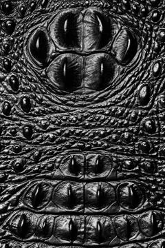 Crocodile bone skin texture Stock Photos