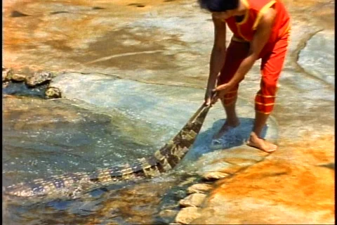 Crocodile, boy drags by tail out of water, medium shot, Thai Crocodile Farm Vídeo Stock 868685