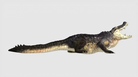 Crocodile-breathe-loop Video stock 243345793