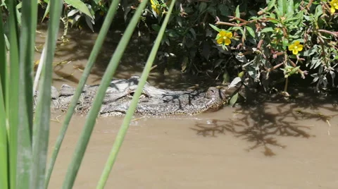 Crocodile in the bushes on the river Stock Footage 50852400