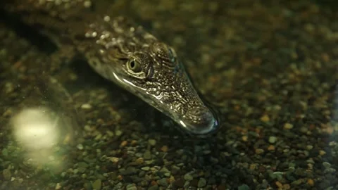 A crocodile in the cage 5 Video stock 316708460