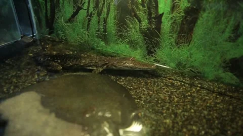 A crocodile in the cage 6 Video stock 316708461