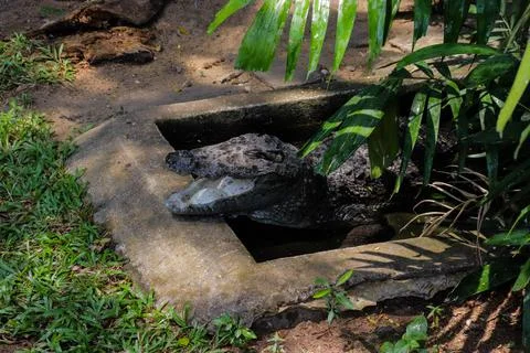 Crocodile in cage close-up image Stock Photos