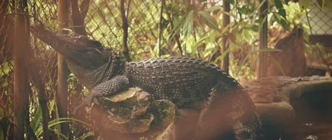 Crocodile in cage Video stock 234951967