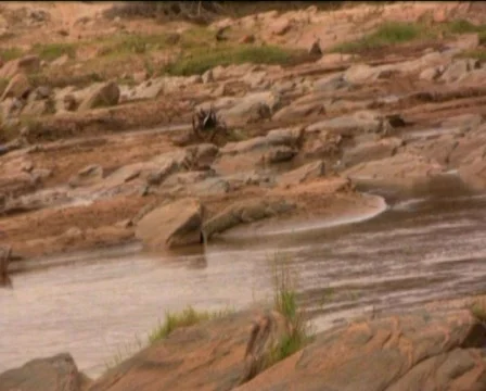 Crocodile camouflaged  Stock Footage 547806