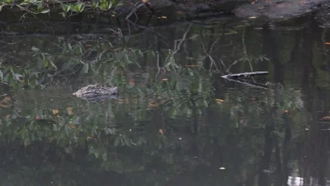 Crocodile in a canal Stock Footage 259912355
