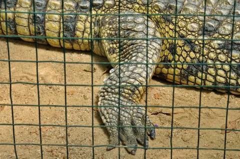 Crocodile in captivity Stock-Fotos