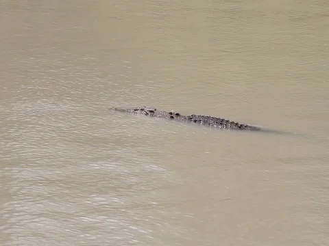CROCODILE CATCHING FISH Stock Footage 100389910