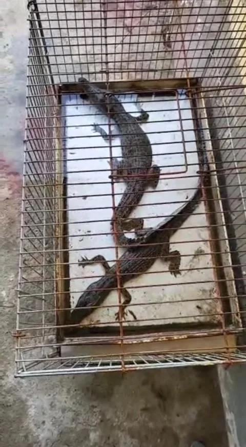 Crocodile child Video stock 239117096