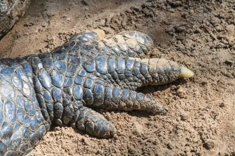 Crocodile claws close up Stock Photos