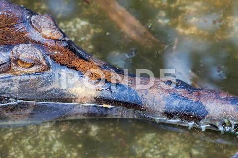 Crocodile close up at bali reptile park Stock Photos