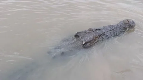 Crocodile close to boat Stock Footage 246019134