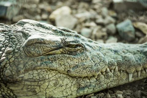 Crocodile close up eye closes Stock Photos