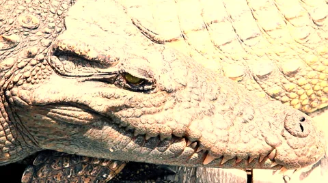 Crocodile close up Видео 52790762