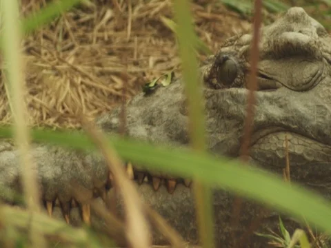 Crocodile Up Close 動画素材 77423283