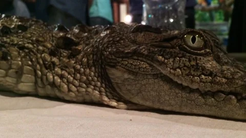 Crocodile close up Stock Footage 80087640